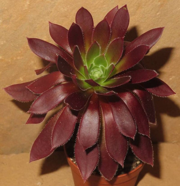 Aeonium simsii x Schwarzkopf cv Black Magic