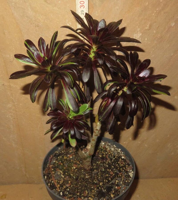 Aeonium arboreum cv Big Bang