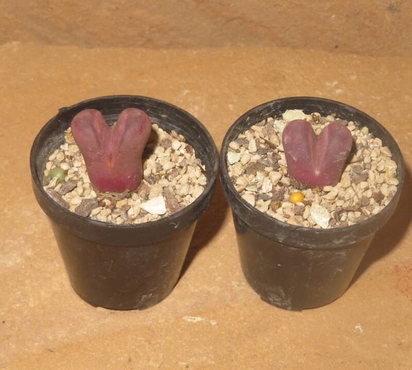 1x Lithops optica Rubra C081A