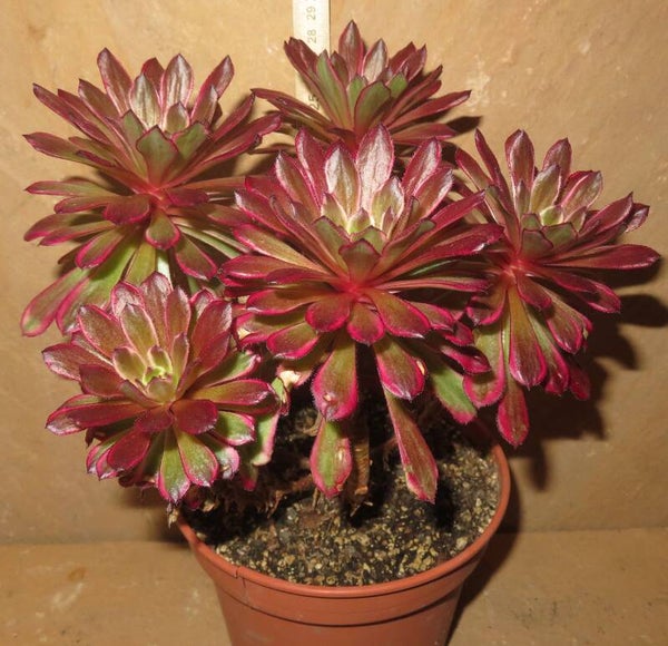 Aeonium cv Mardi Gras variegata