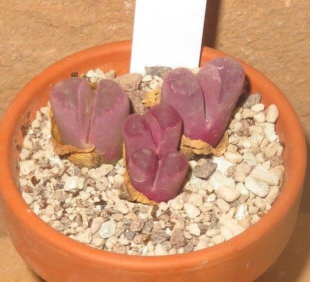 3x Lithops optica Rubra C081A