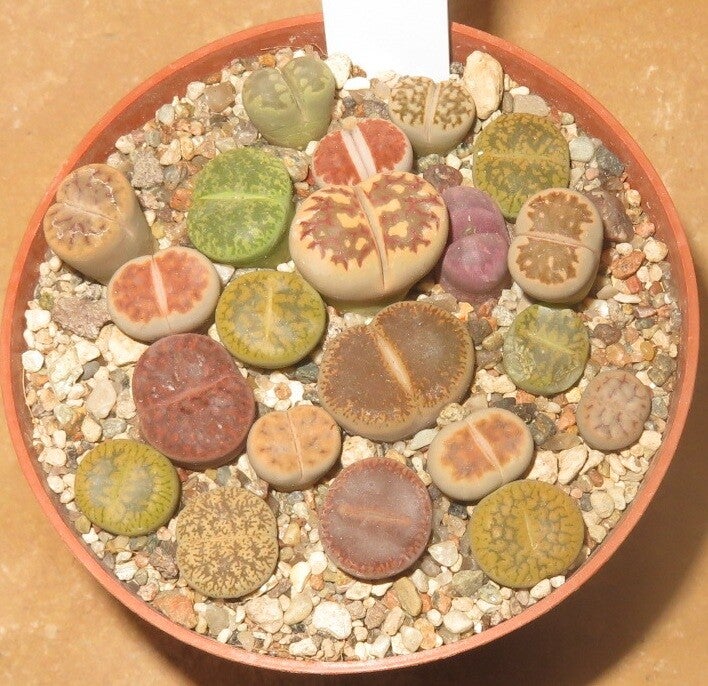 20er Lithops Mix