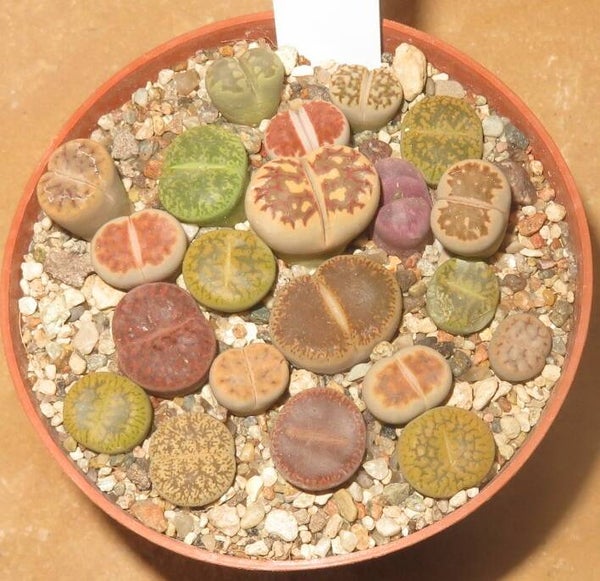 20er Lithops Mix