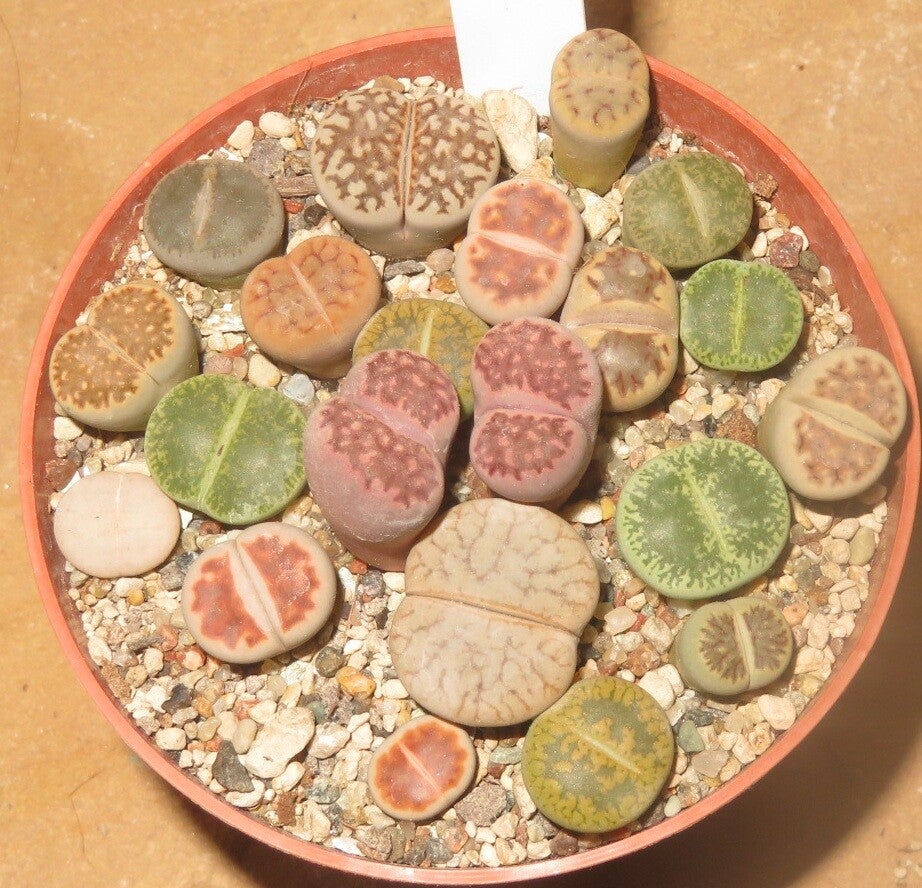 20er Lithops Mix