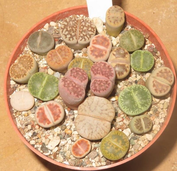 20er Lithops Mix