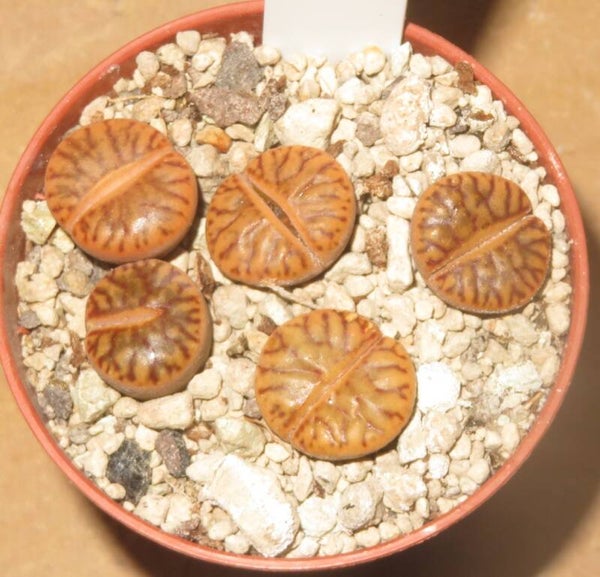 5x Lithops bromfieldii cv Red Coral