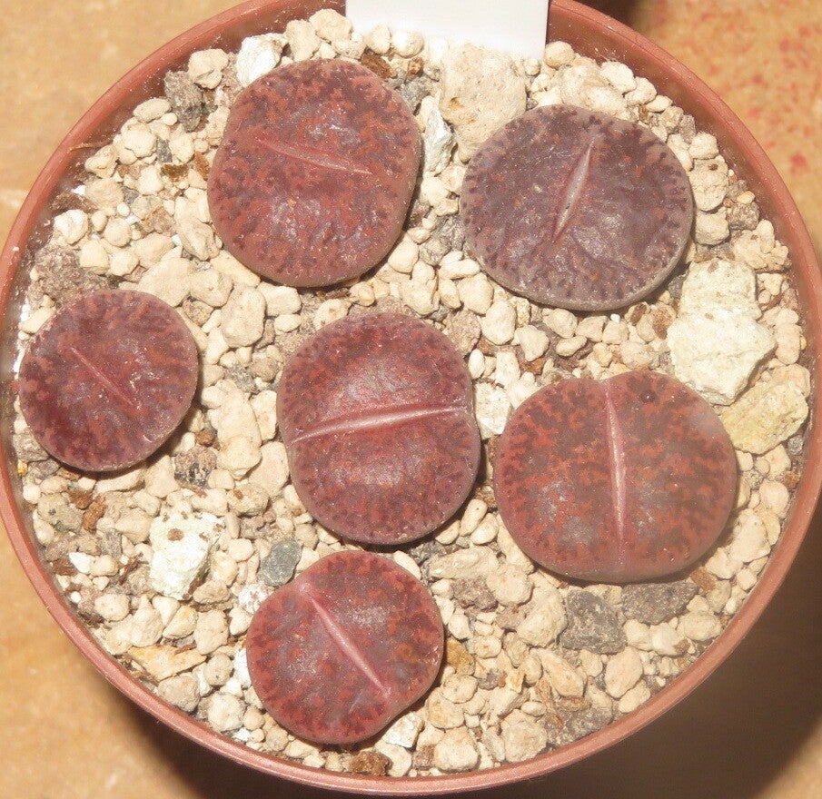 6x Lithops lesliei cv Fred's Redhead