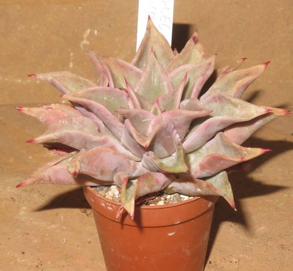 Echeveria cv Madiba - 2 Blätter / Blattstecklinge