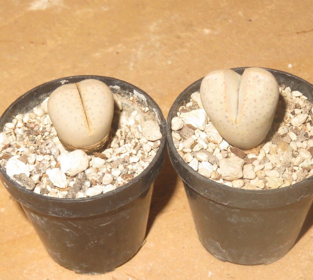 1x Dinteranthus wilmotianus