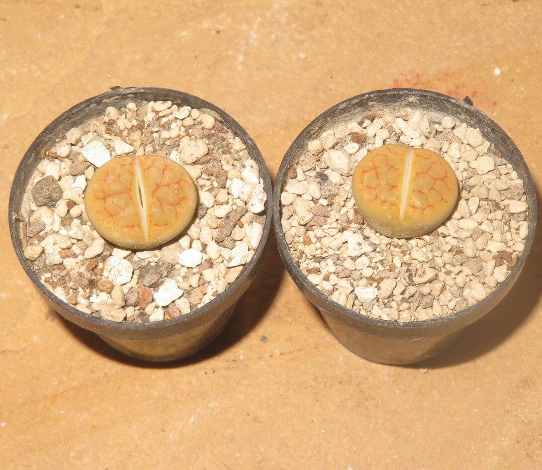 1x Lithops hookeri var lutea cv Aubarede