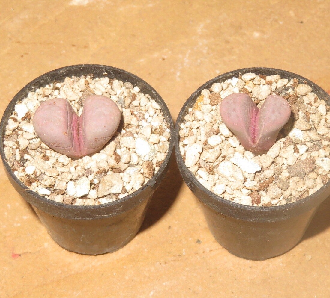 1x Lithops meyeri cv Hammeruby C272A