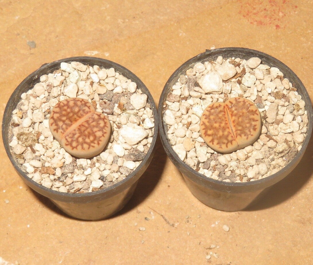 1x Lithops julii cv Reticulata