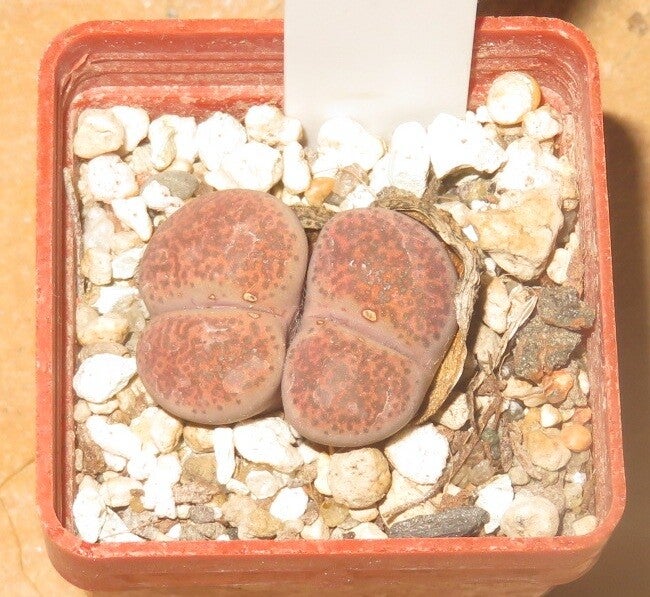 Lithops terricolor cv Pinky