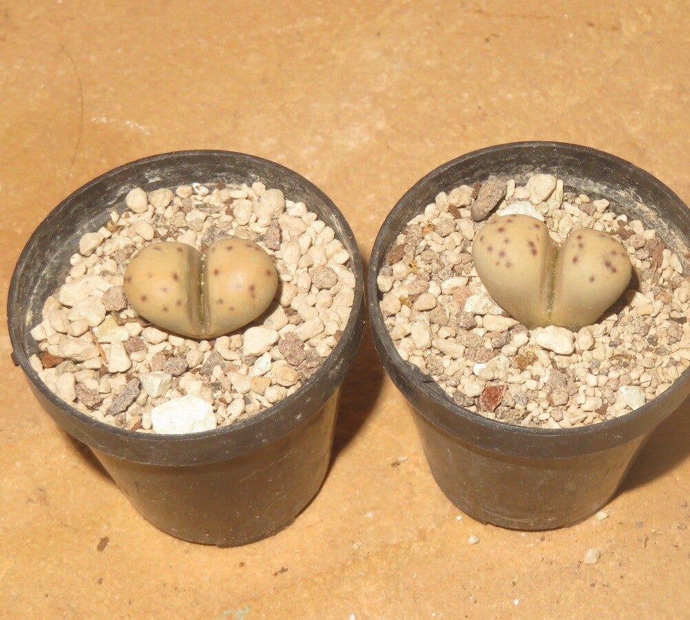 1x Lithops dinteri ssp. frederici C180