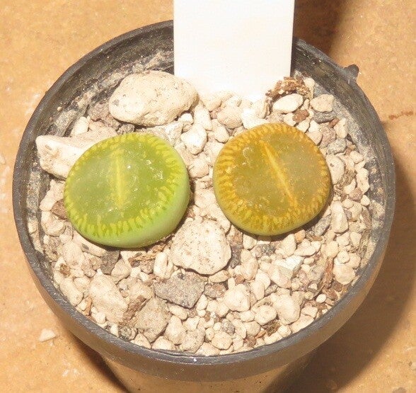 1x Lithops aucampiae cv 'Bella-Ketty' C48A