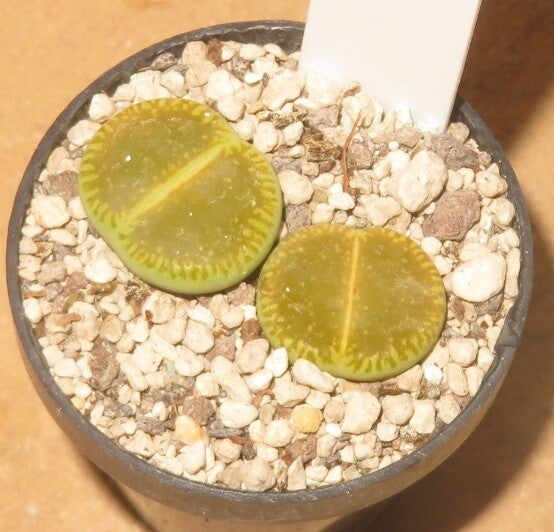 2x Lithops aucampiae cv 'Bella-Ketty' C48A