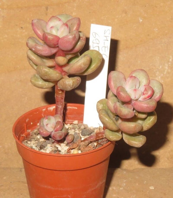 Sedum cv Pink Blush New!!!
