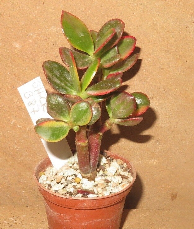 Crassula argentea cv Shinro Ryoko variegata - Geldbaum Ovata