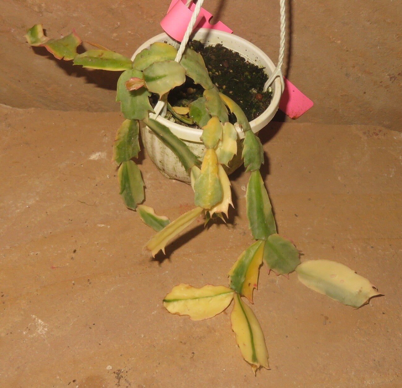 Schlumbergera cv Madame Butterfly variegata – Große Pflanze - Weihnachtskaktus