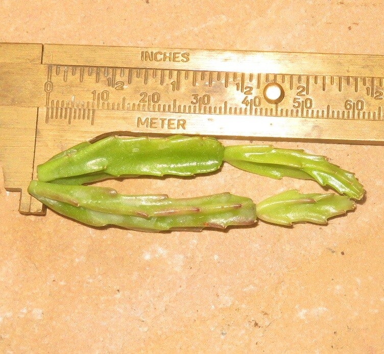 2x Schlumbergera x Exotica Stecklinge– Weihnachtskaktus