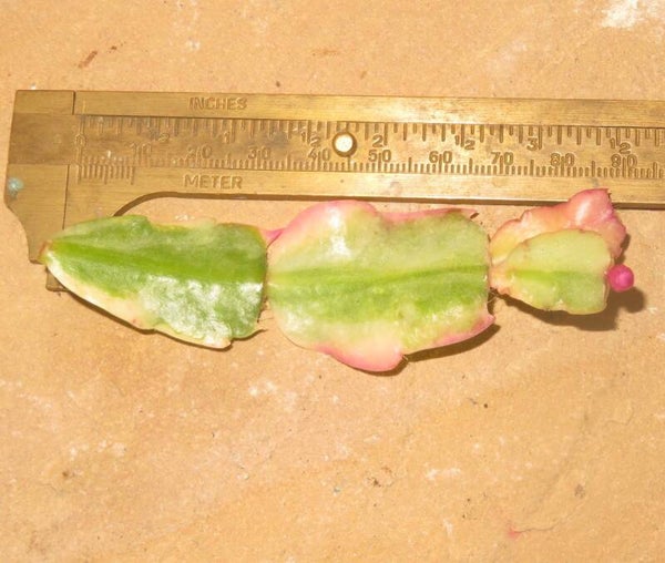 Schlumbergera cv Norris variegata Steckling – Weihnachtskaktus