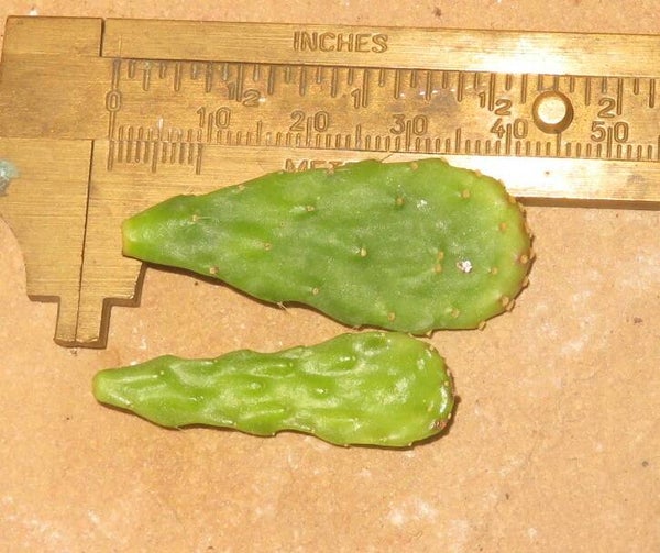 2 x Schlumbergera opuntioides Steckling – Weihnachtskaktus