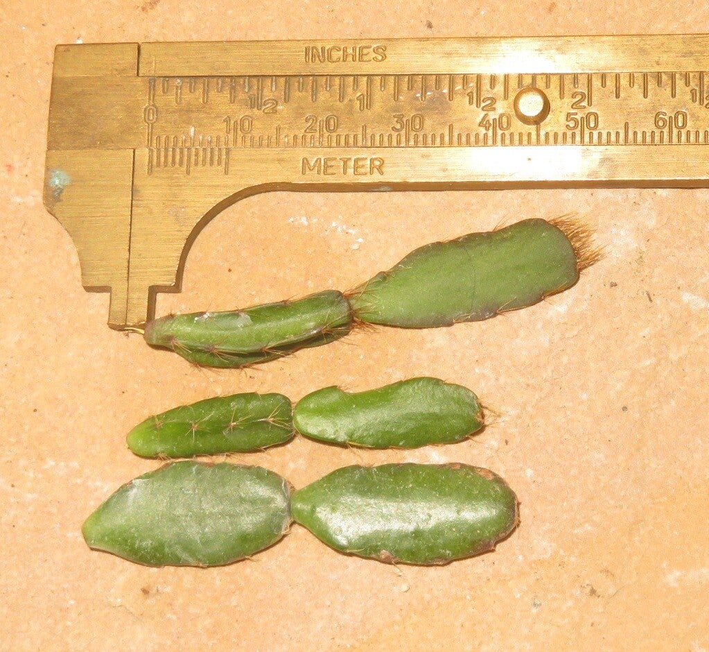 3x Hatiora rosea Stecklinge– Osterkaktus