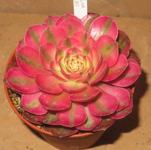 Aeonium cv Magic Candle variegata
