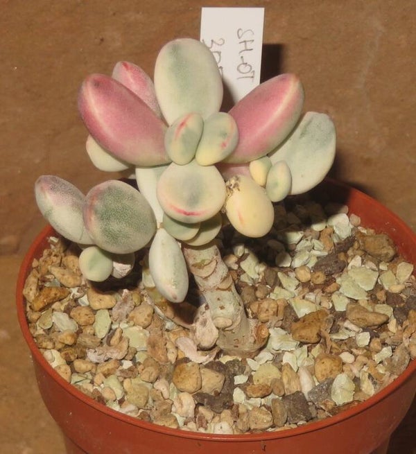 Cotyledon orbiculata Oophylla variegata