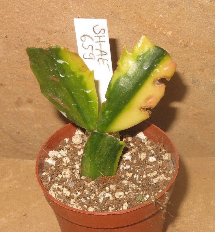 Schlumbergera cv Apricot variegata – Weihnachtskaktus Blattkaktus