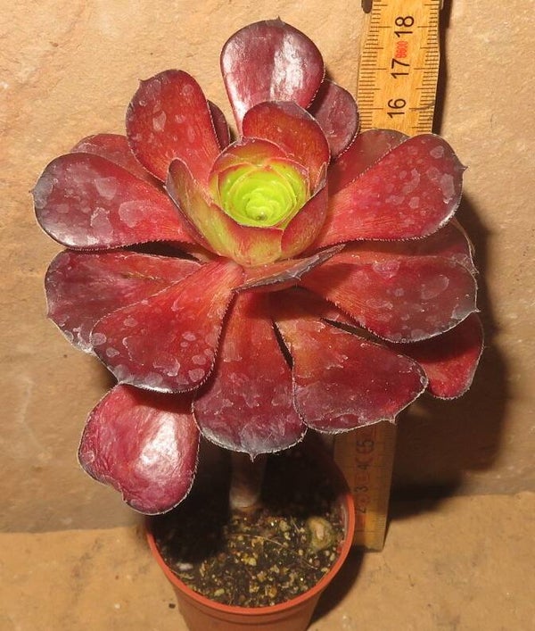 Aeonium cv Voodoo
