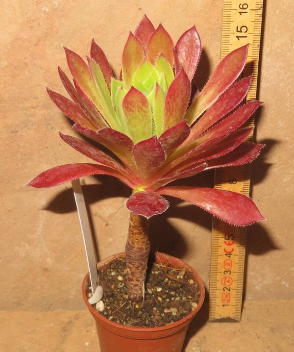 Aeonium simsii x Schwarzkopf cv Black Magic