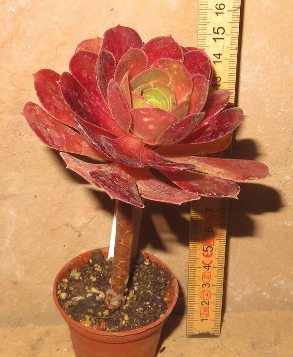 Aeonium cv Blushing Beauty