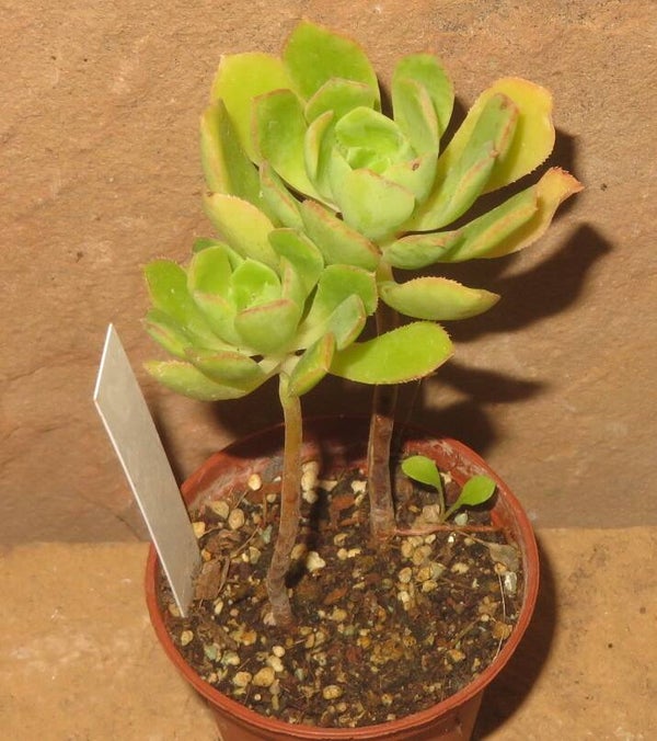 Aeonium castello-paivae
