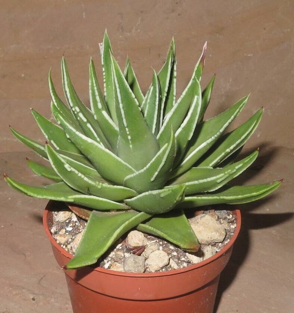 Haworthia cv Angel Wings Große Pflanze