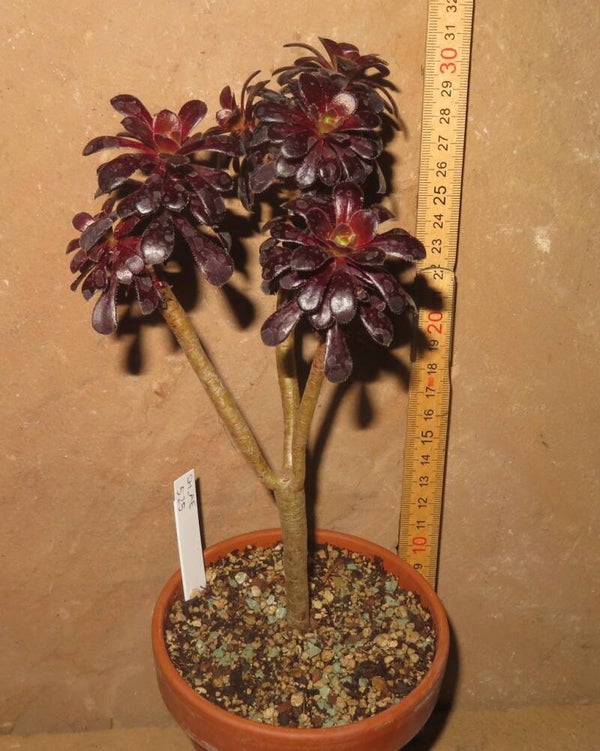 Aeonium arboreum 'Atropurpureum' SCHWARZKOPF