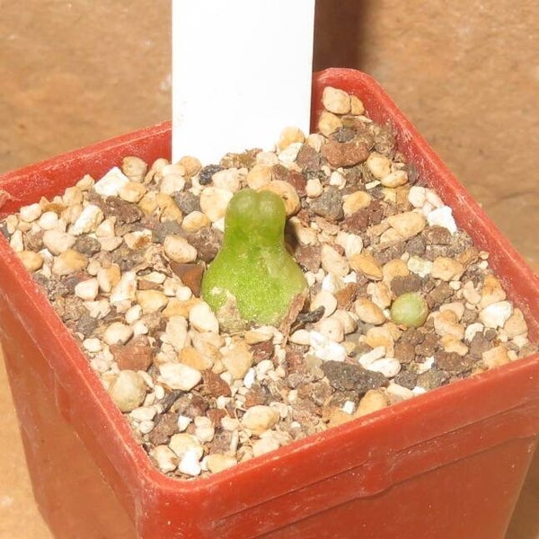 Conophytum achabense