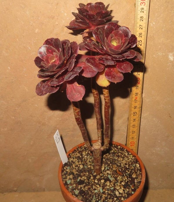 Aeonium cv Blushing Beauty