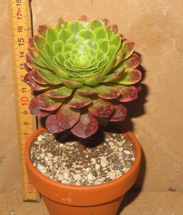 Aeonium cv Festival - Fiesta variegata