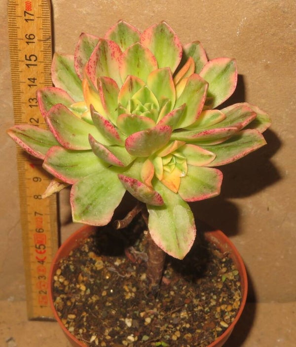 Aeonium cv Bronze Medal variegata