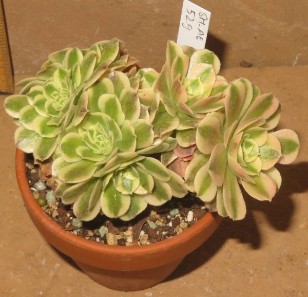 Aeonium cv Maybach cristata variegata