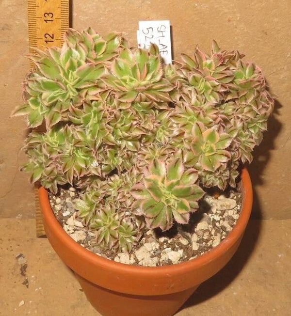 Aeonium decorum cv Tricolor cristata variegata