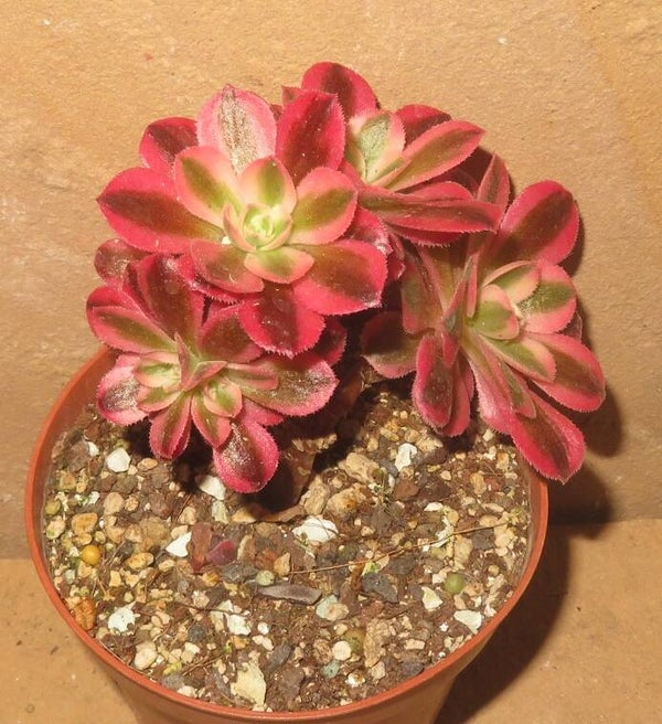 Aeonium cv Pink Witch variegata