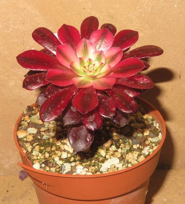 Aeonium arboreum cv Schwarzkopf variegata