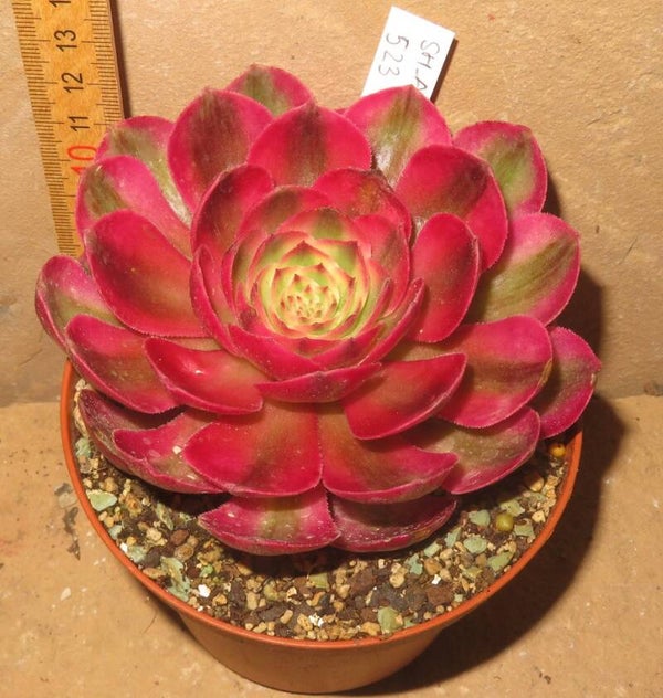 Aeonium cv Magic Candle variegata