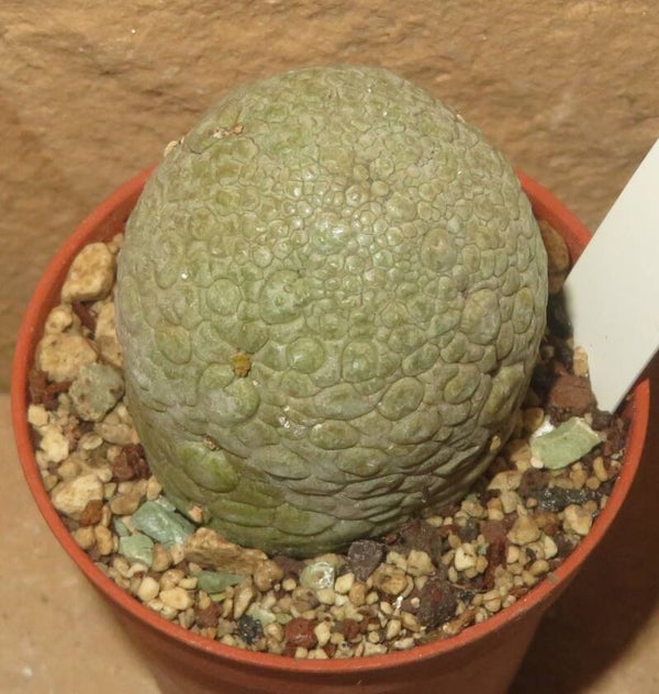 Pseudolithos migiurtinus - alte blühfähige Ascleps Pflanze - selten