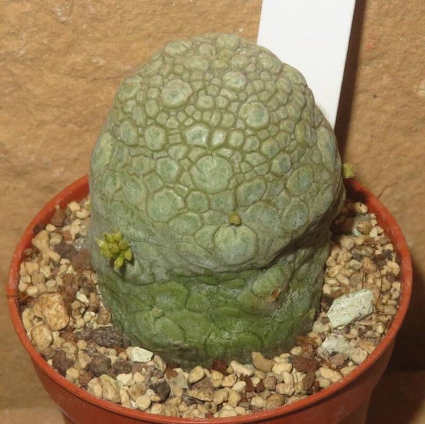 Pseudolithos migiurtinus - alte Blühfähige Pflanze - Ascleps