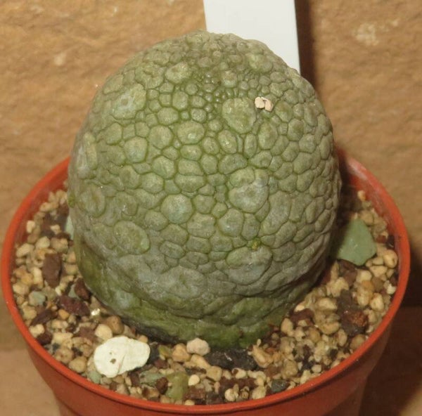 Pseudolithos migiurtinus - alte blühfähige Pflanze - Ascleps