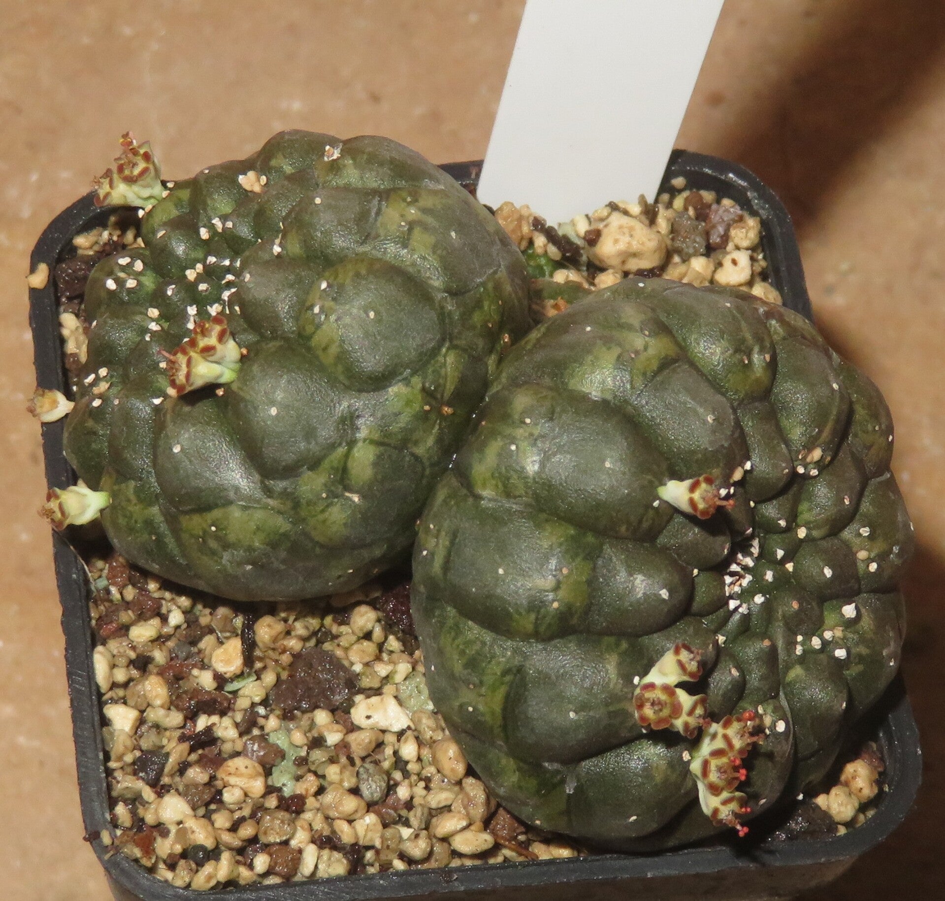 Euphorbia gymnocalycioides - Doppelkopf ca. 5,8cm Durchmesser