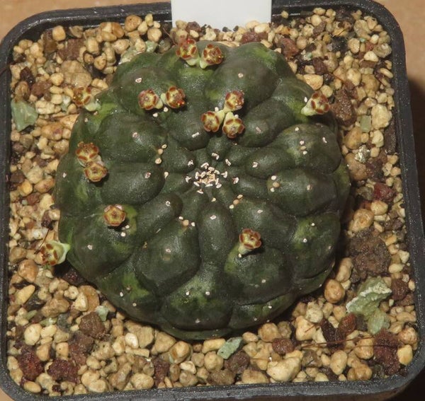 Euphorbia gymnocalycioides ca. 3,7cm Durchmesser
